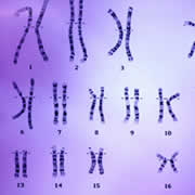 chromosomen