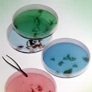 mikro petrischalen